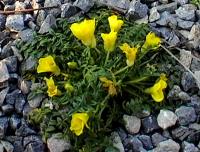 Bright canary-yellow flowers in tight rosettes.